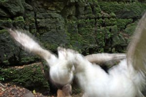Ein weißer Vogel steigt auf